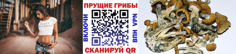 Галлюциногенные грибы GOLDEN TEACHER Белокуриха